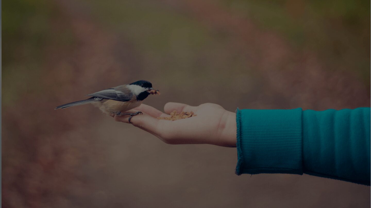 Bird eating from a person's hand.