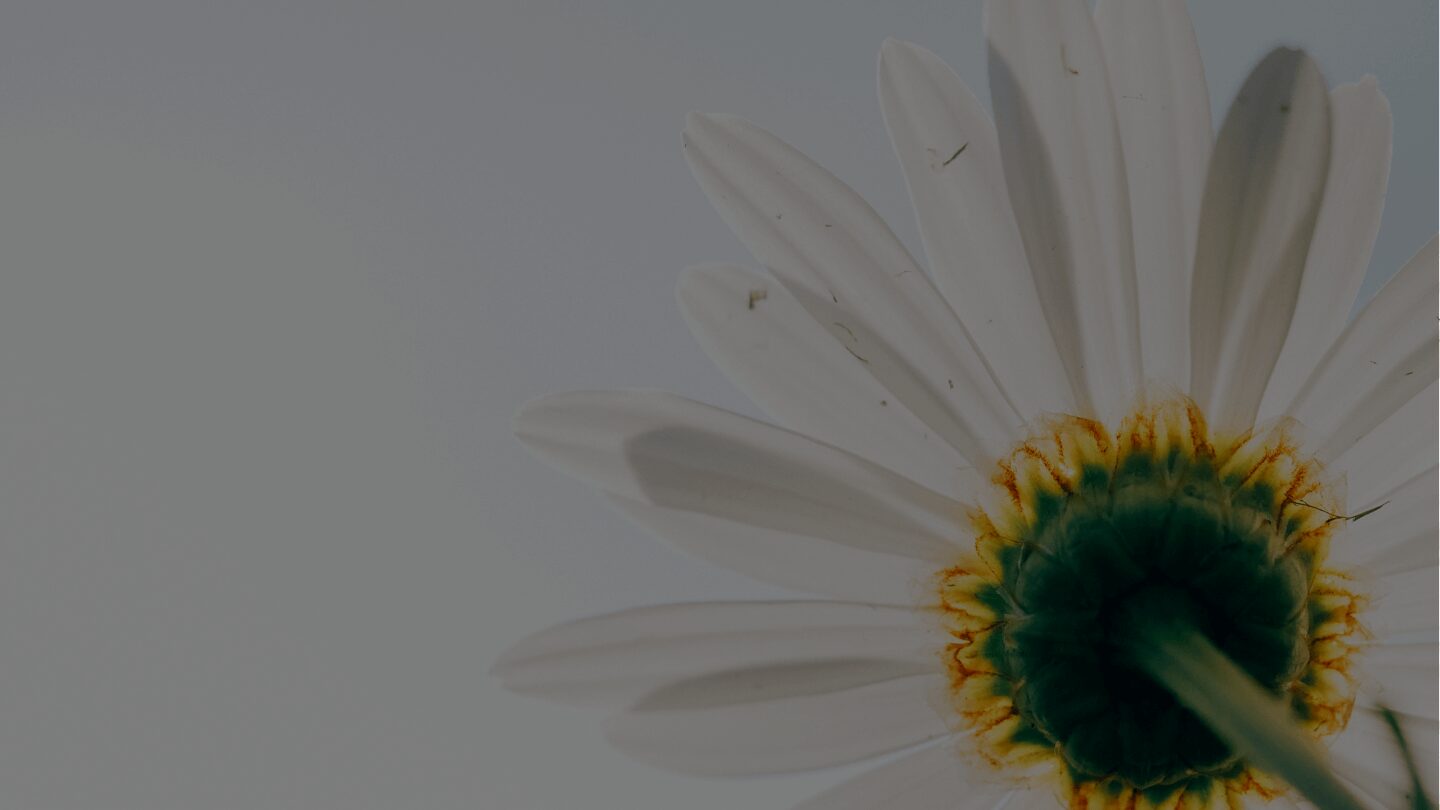 White daisy showing green center and petals